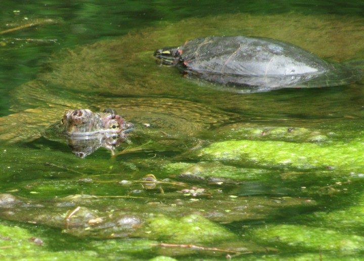 Snapping Turtle - Midland Painted Turtle